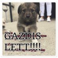 /album/gazdis-lett/a11214042-1611957682399965-4909926230351682096-n-jpg/